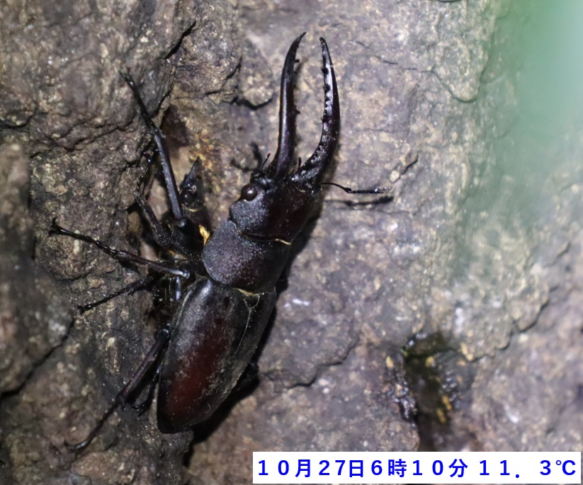 ノコギリクワガタのペア_No.3のクヌギ_クワガタ達のオアシス_2023年10月27日6時10分 気温11.3度